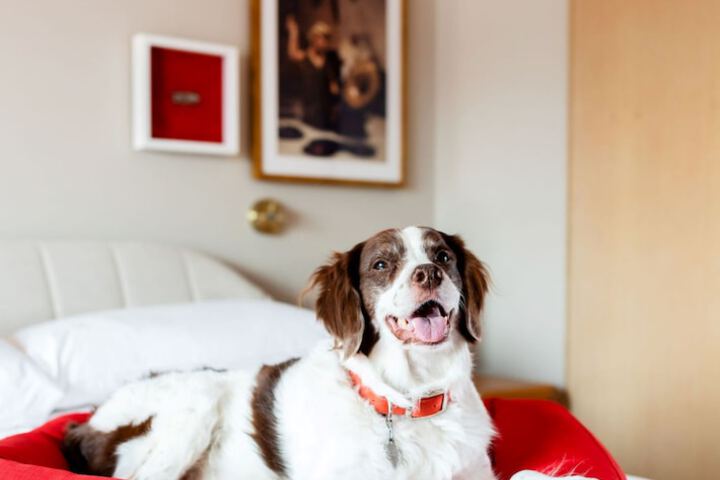 Pet-friendly