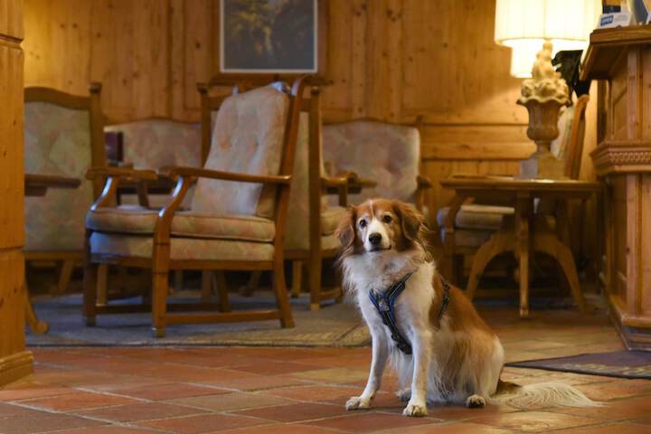 Pet Friendly 67 of 102