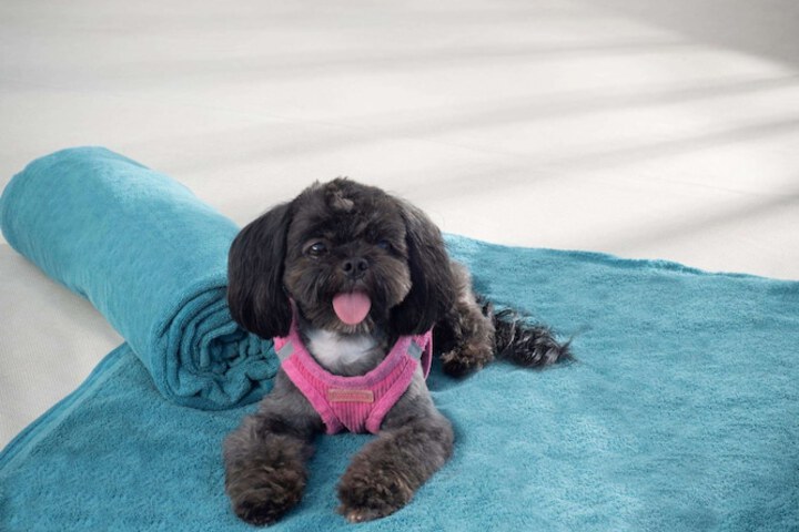 Pet Friendly 168 of 259