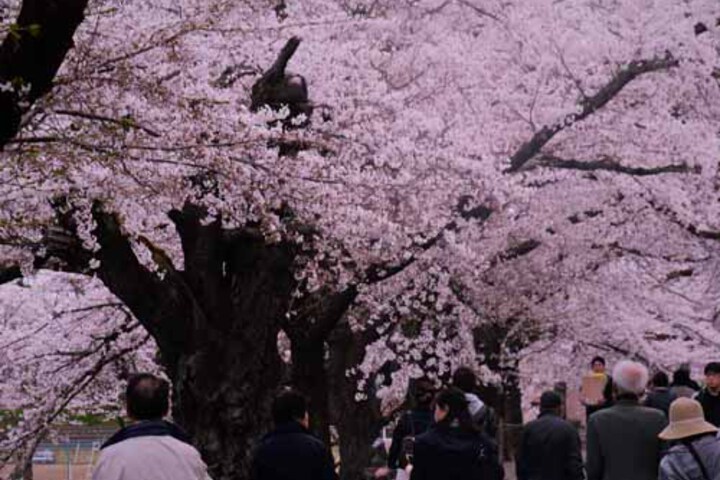 * Weeping cherry blossoms on the site of the Nitchū Line (Kitakata City) Mid-April ~
