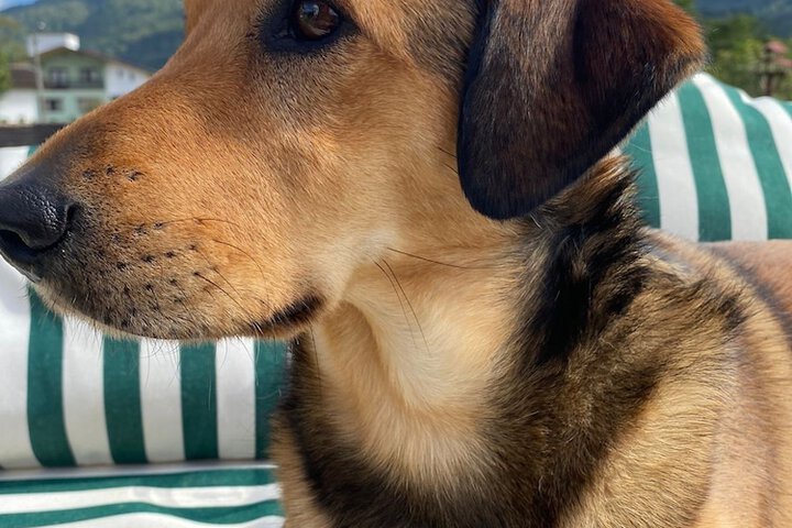 Pet-friendly amenities