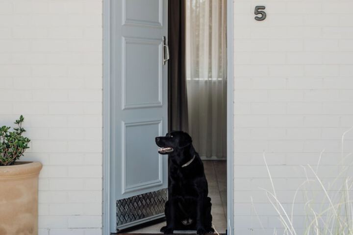 Pet Friendly 53 of 70