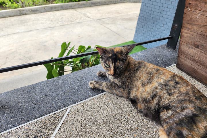 Pet Friendly 40 of 63