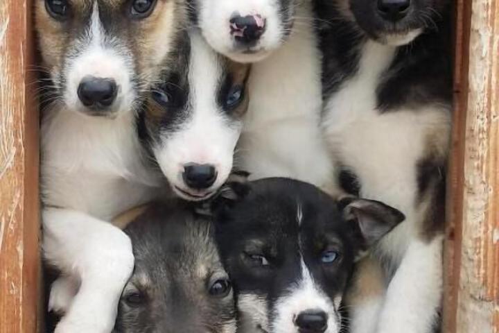 Pet Friendly 11 of 15