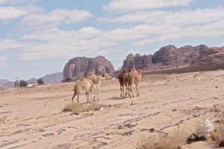 Suleman Bedouin Life Camp
