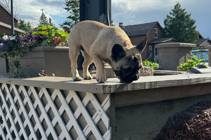 Pet Friendly 17 of 33