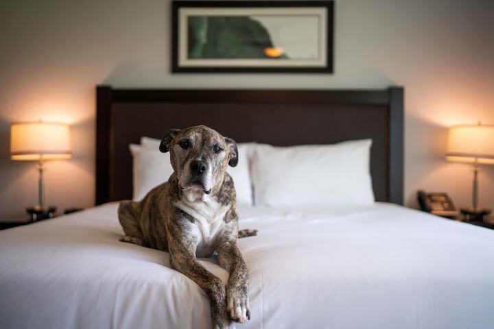 Pet Friendly 76 of 101
