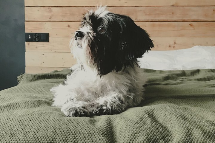 Pet Friendly 102 of 122