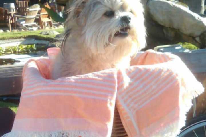 Pet Friendly 21 of 45