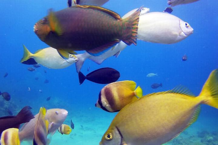 Dive and Trek Resort & Marine Sanctuary