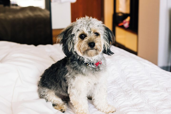 Pet-friendly