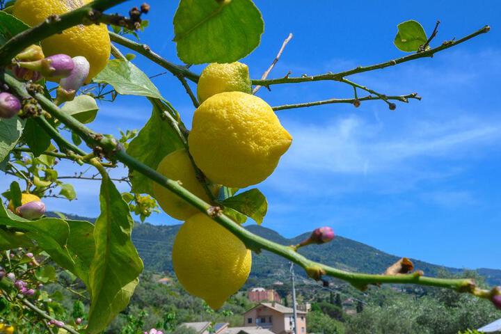 General 12 of 15
