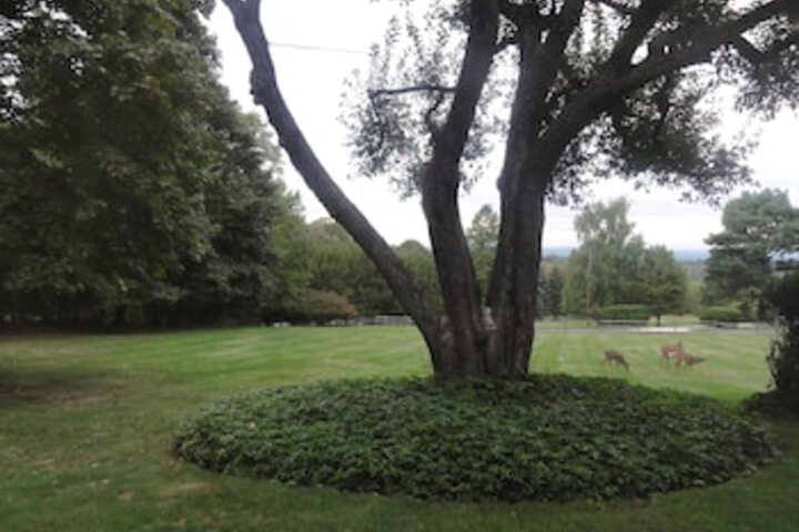 Property Grounds 64 of 82