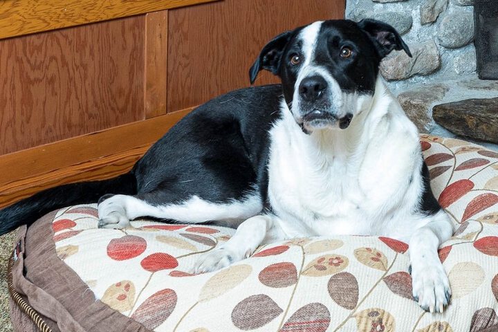 Pet Friendly 50 of 103