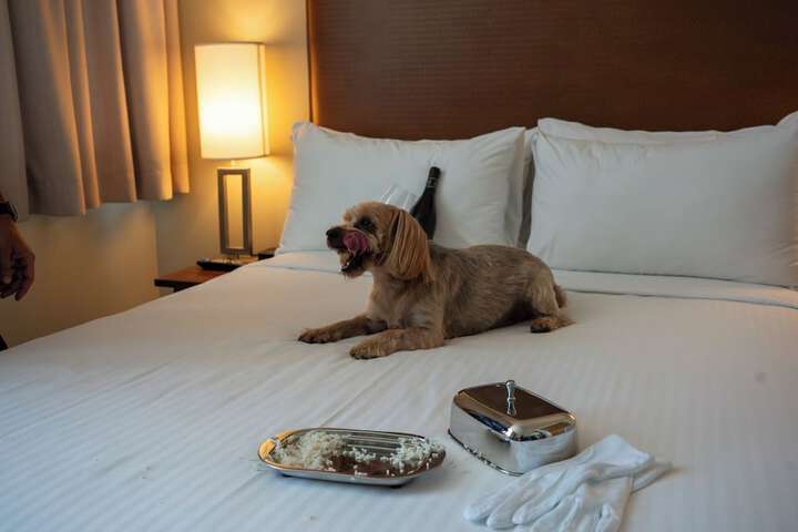 Pet-friendly amenities
