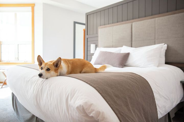 Pet Friendly 97 of 136