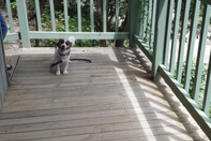 Pet Friendly 11 of 19