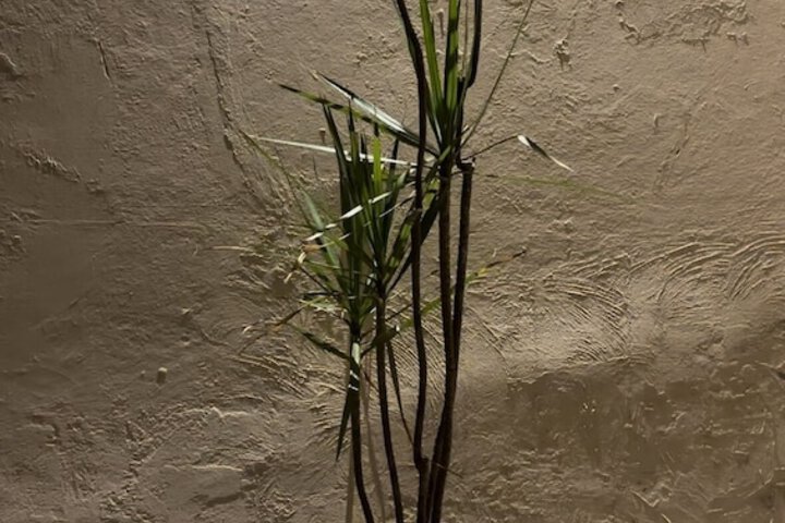 Terrace/Patio 7 of 11