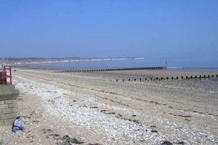 Beach 12 of 40