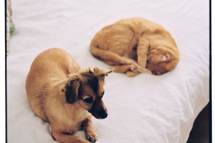 Pet Friendly 97 of 122