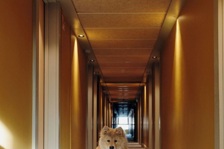 Pet Friendly 60 of 87