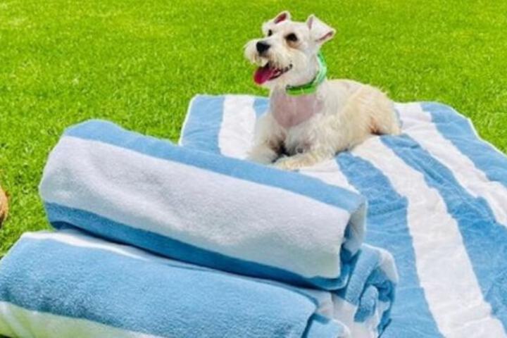 Pet Friendly 112 of 137