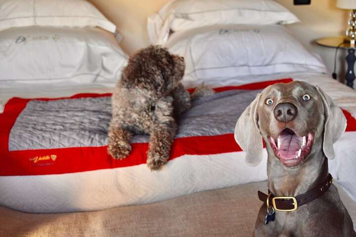 Pet Friendly 60 of 115