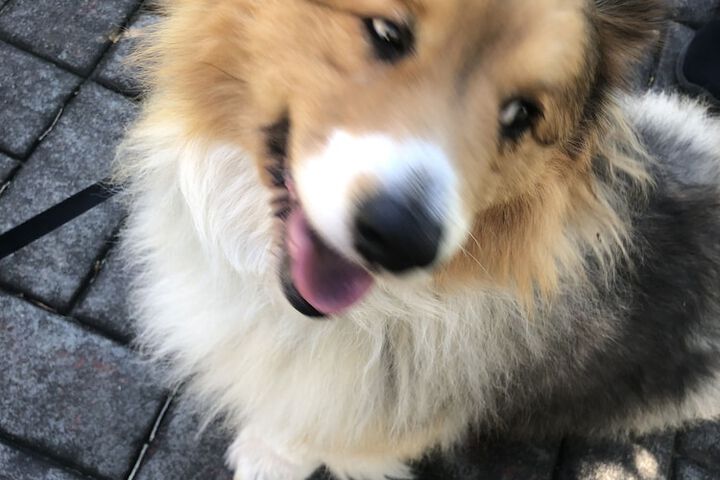 Pet Friendly 37 of 52