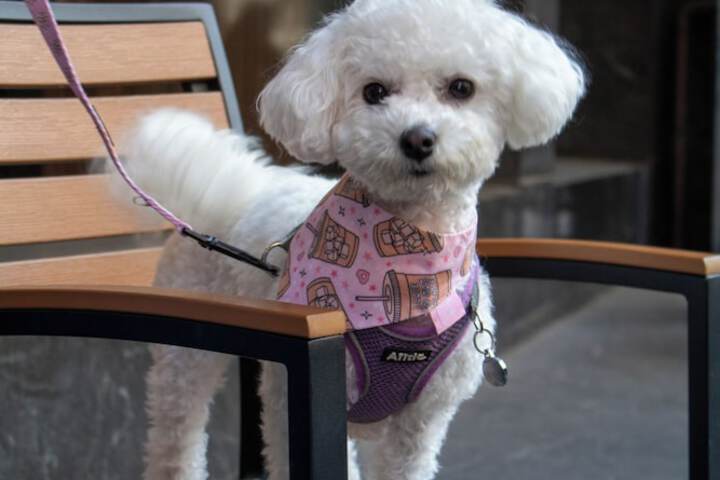 Pet-friendly
