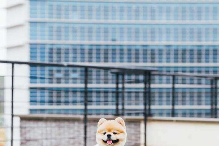 Pet Friendly 85 of 98