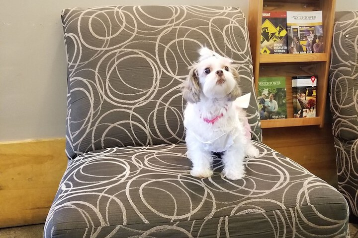 Pet-friendly