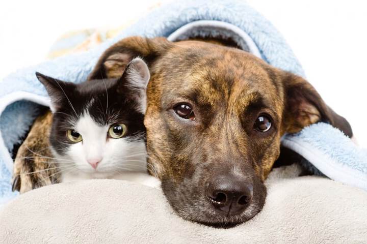 Pet Friendly 20 of 42