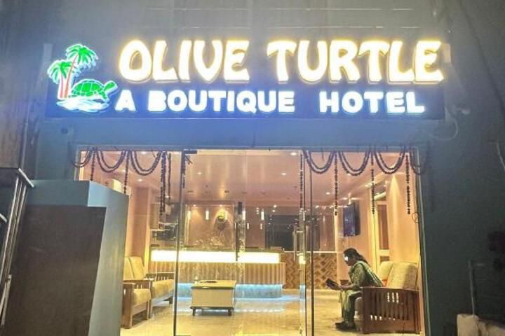 Olive turtle