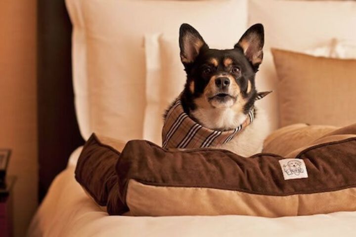 Pet Friendly 15 of 57