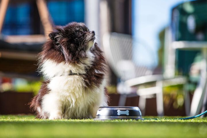 Pet Friendly 128 of 249