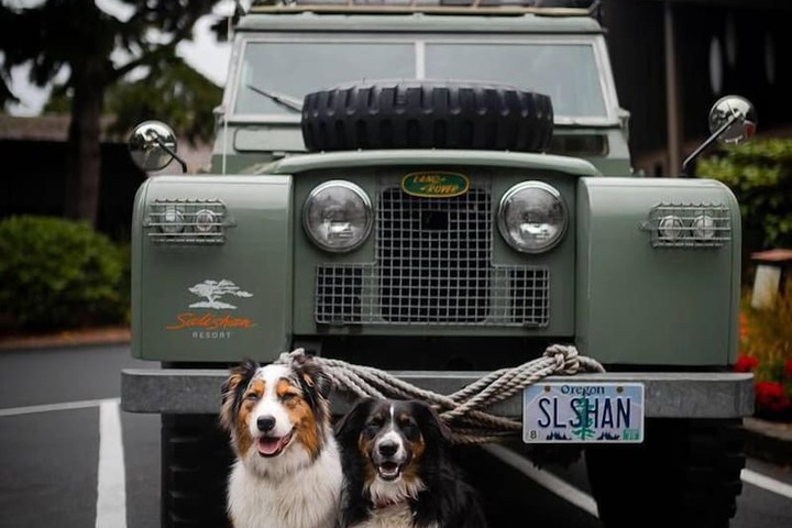 Pet Friendly 82 of 136