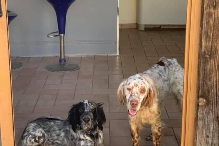 Pet Friendly 84 of 206