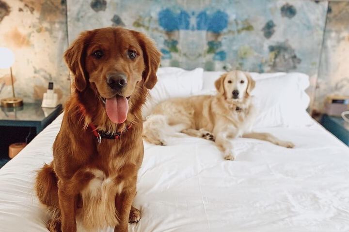 Pet-friendly