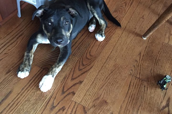 Pet Friendly 50 of 79