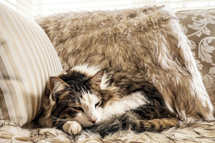 Pet Friendly 22 of 38