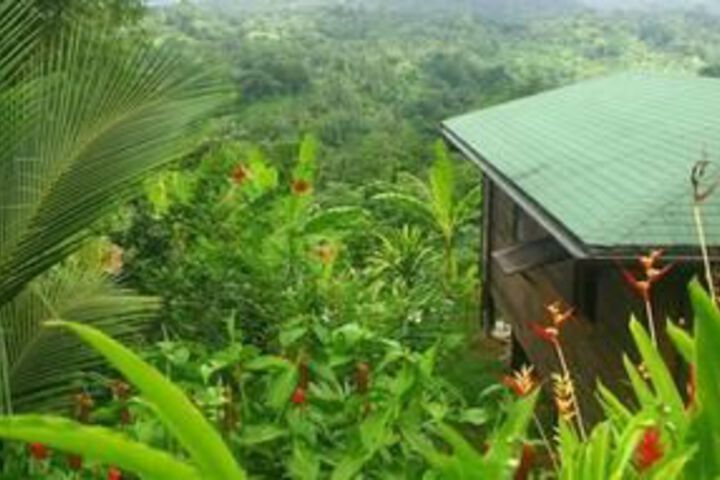 Liberty Jungle