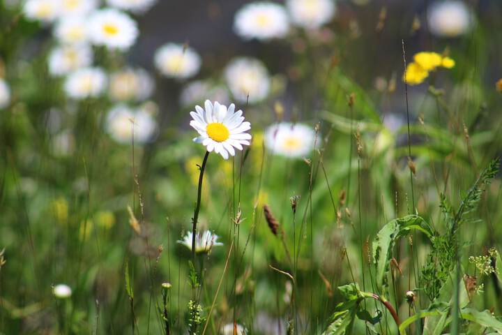 Property Grounds 31 of 44