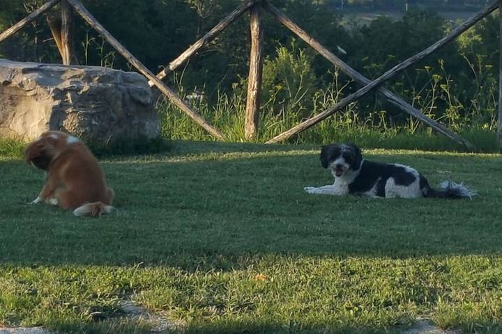 Pet Friendly 23 of 49
