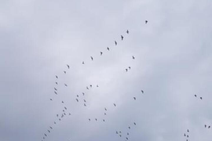General 7 of 16
