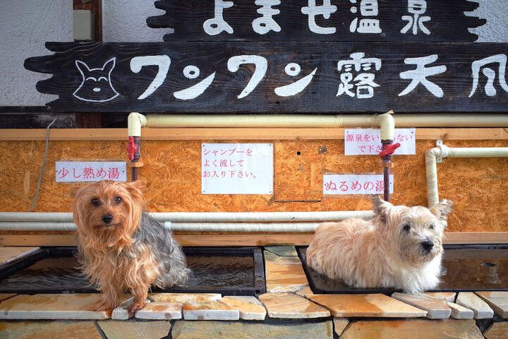 Pet Friendly 42 of 92