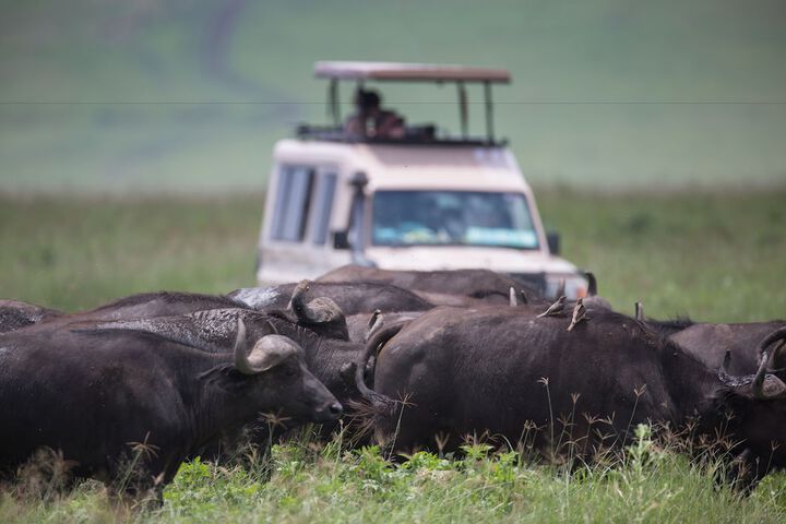 Safari