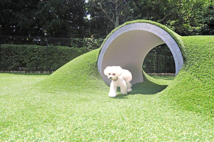 Pet Friendly 55 of 72