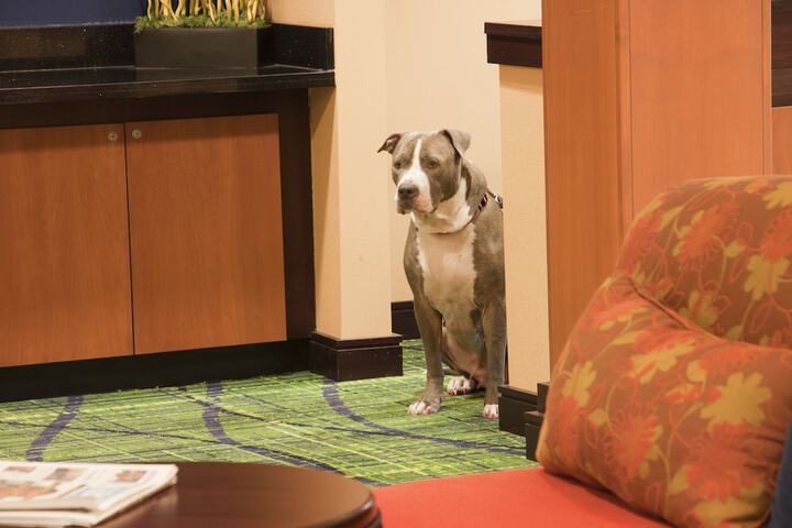 Pet-friendly