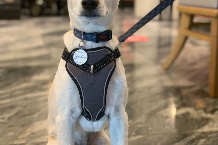 Pet-friendly