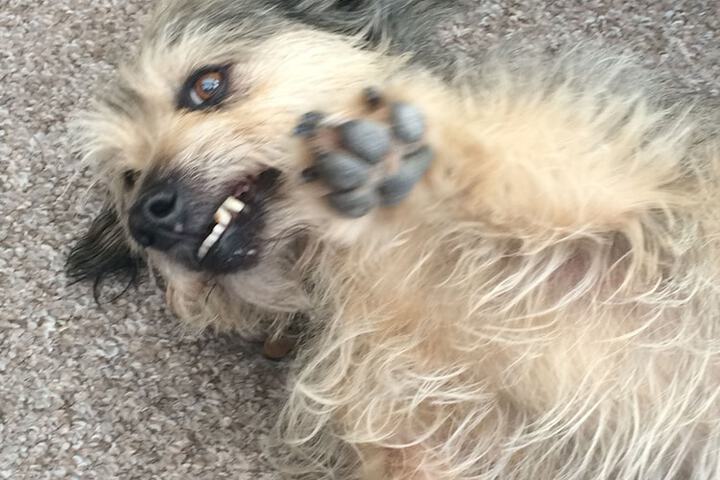 Pet Friendly 61 of 78
